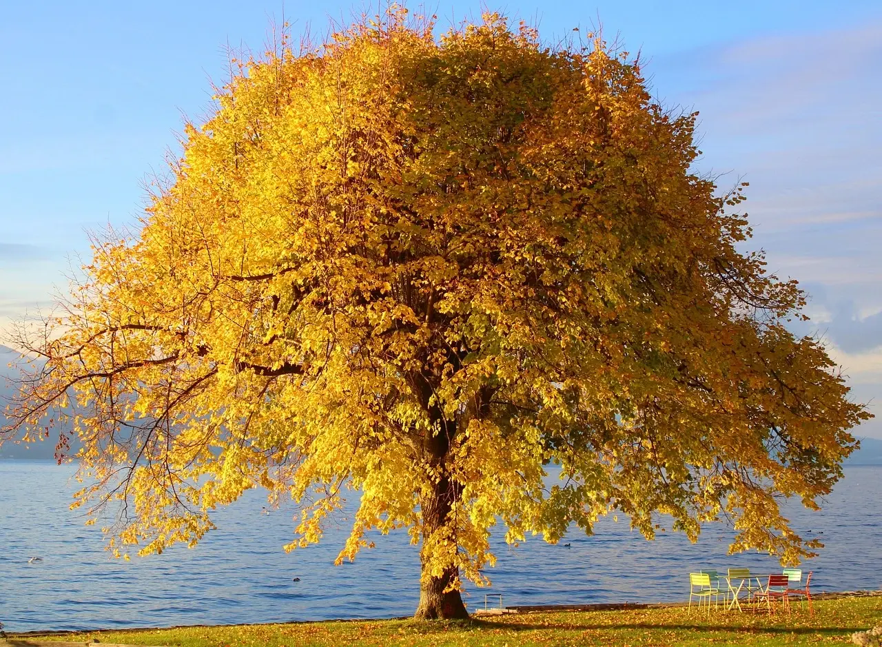 heckimg-tree-7619791_1280